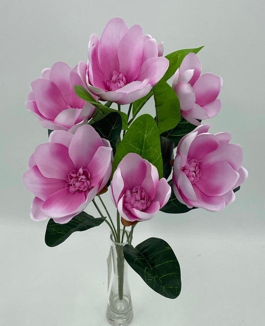 MAGNOLIA BUSH X 7 BEAUTY - 18123