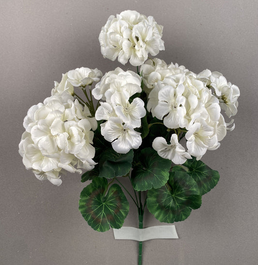 GERANIUM BUSH X 7 CREAM - 19162
