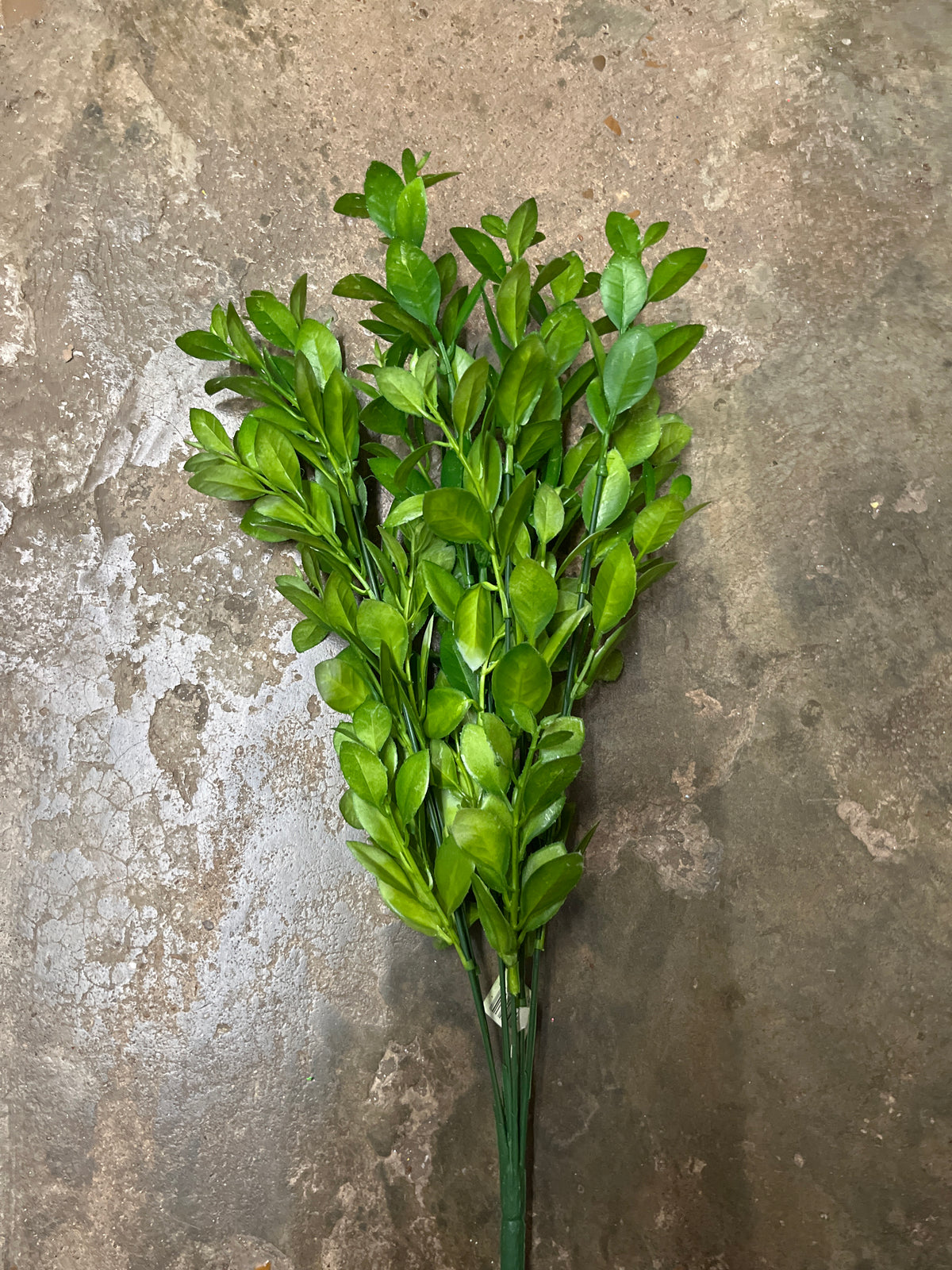 PLS BOXWOOD X 7-GRN-57161