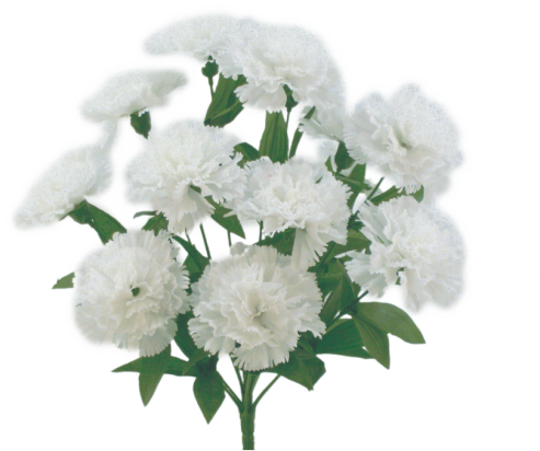 White Color Fast Carnation Bush x 12 - 314113WT