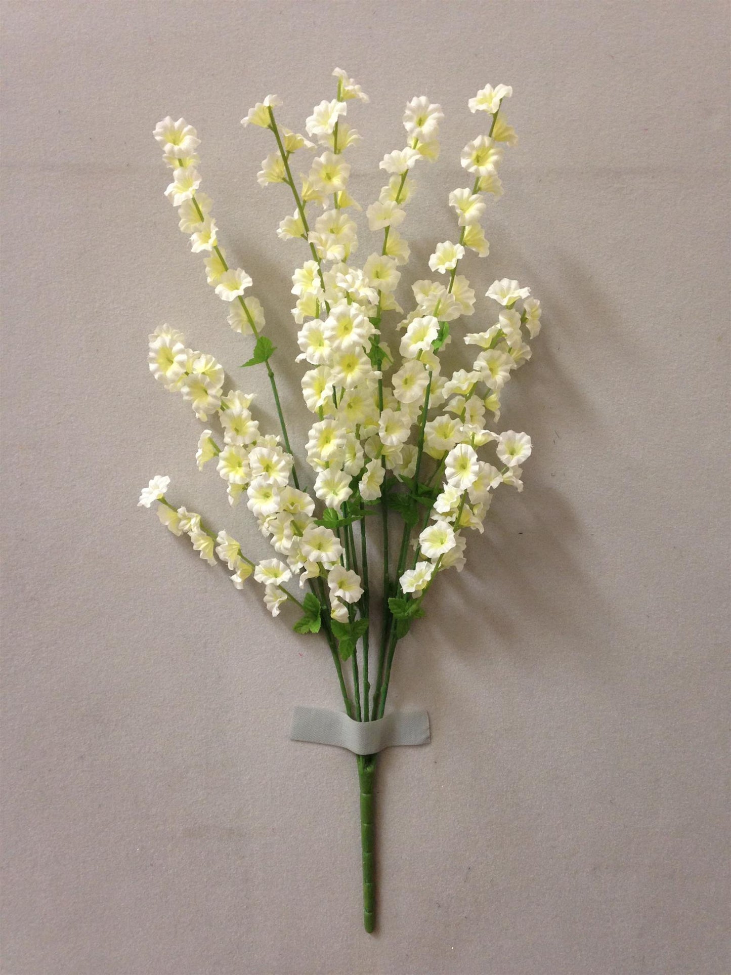 SMALL MORNING GLORY BUSH X5 CREAM - 41661