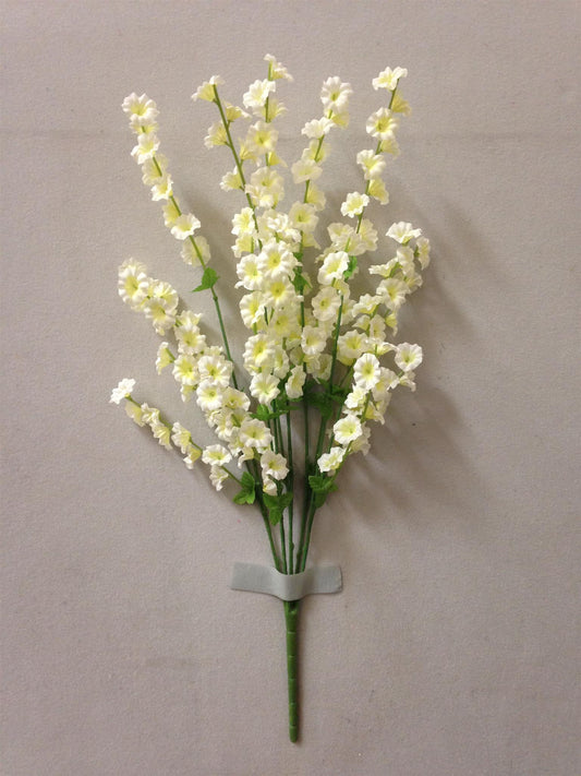 SMALL MORNING GLORY BUSH X5 CREAM - 41661