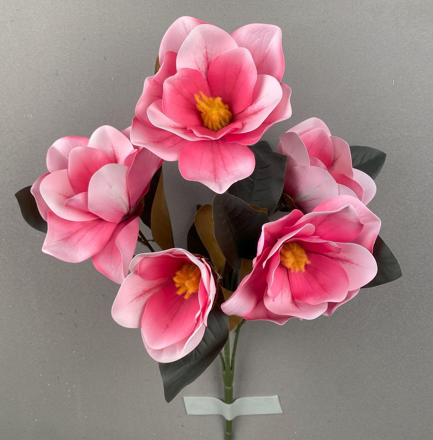 MAGNOLIA BUSH X 5 BEAUTY - 47803