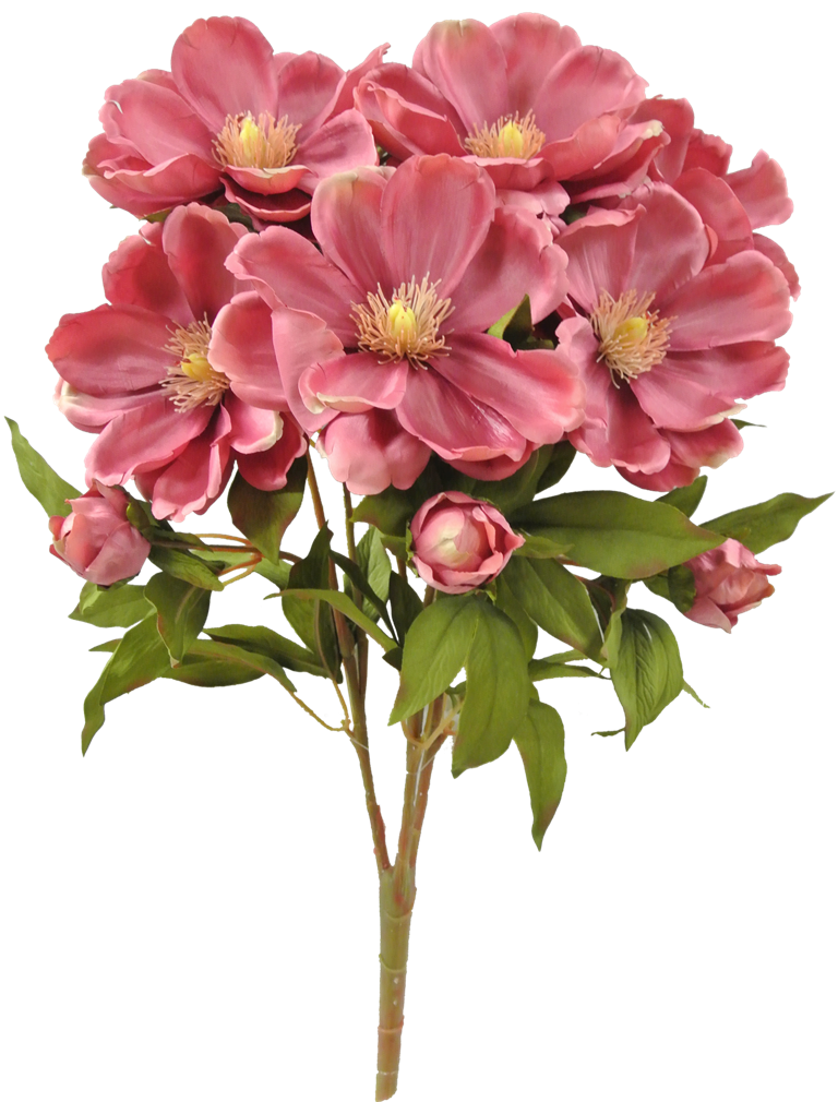 MAGNOLIA BUSH X 9 - 52371-MV