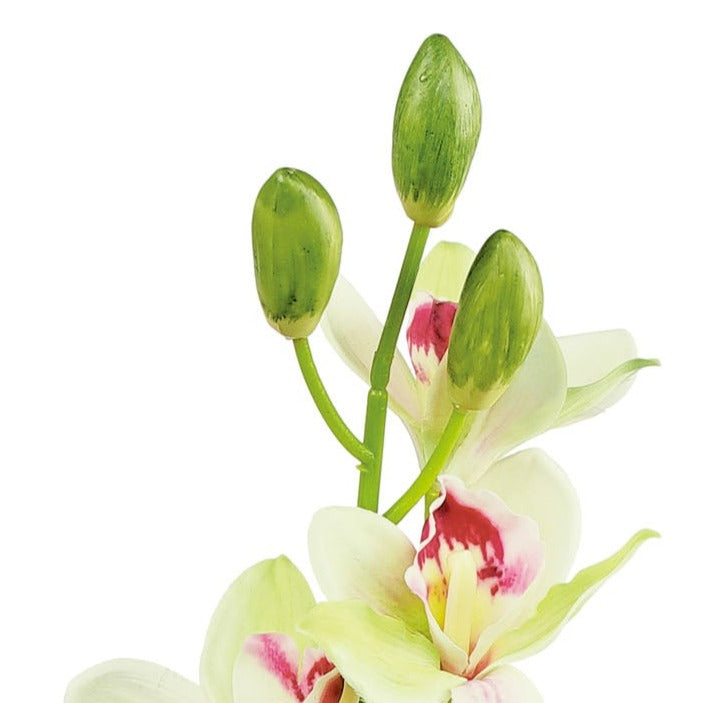 CYMBIDIUM ORCHID, 40", PINK AND CREAM - 6189-PC