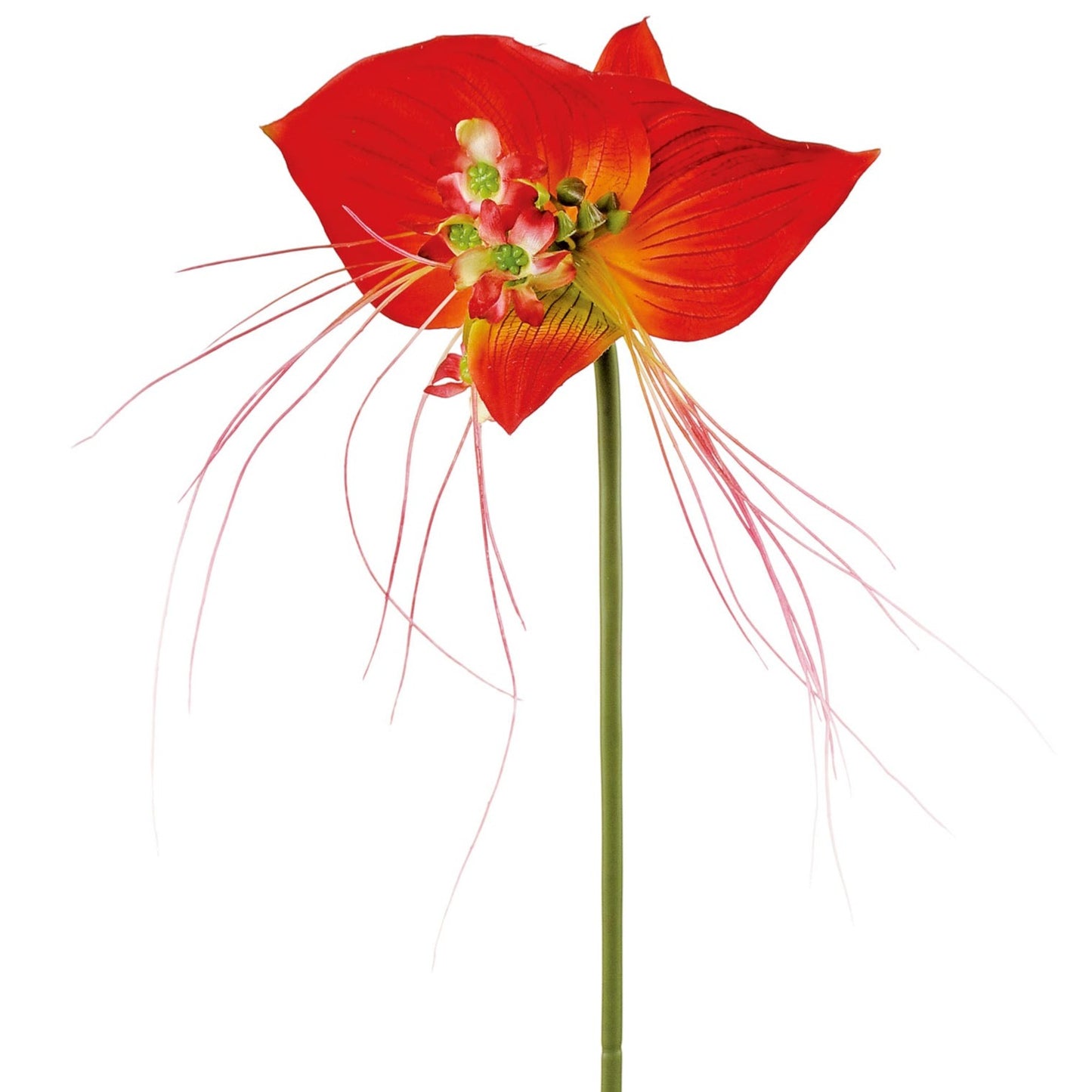 BAT ORCHID, 31", FLAME/GREEN - 6196-FLG