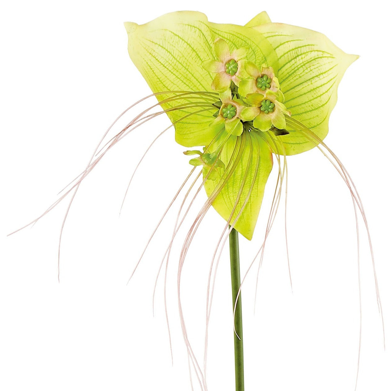 BAT ORCHID, 31", GREEN - 6196-G