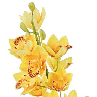 CYMBIDIUM ORCHID, 30", ORANGE AND YELLOW - 6226-OGY