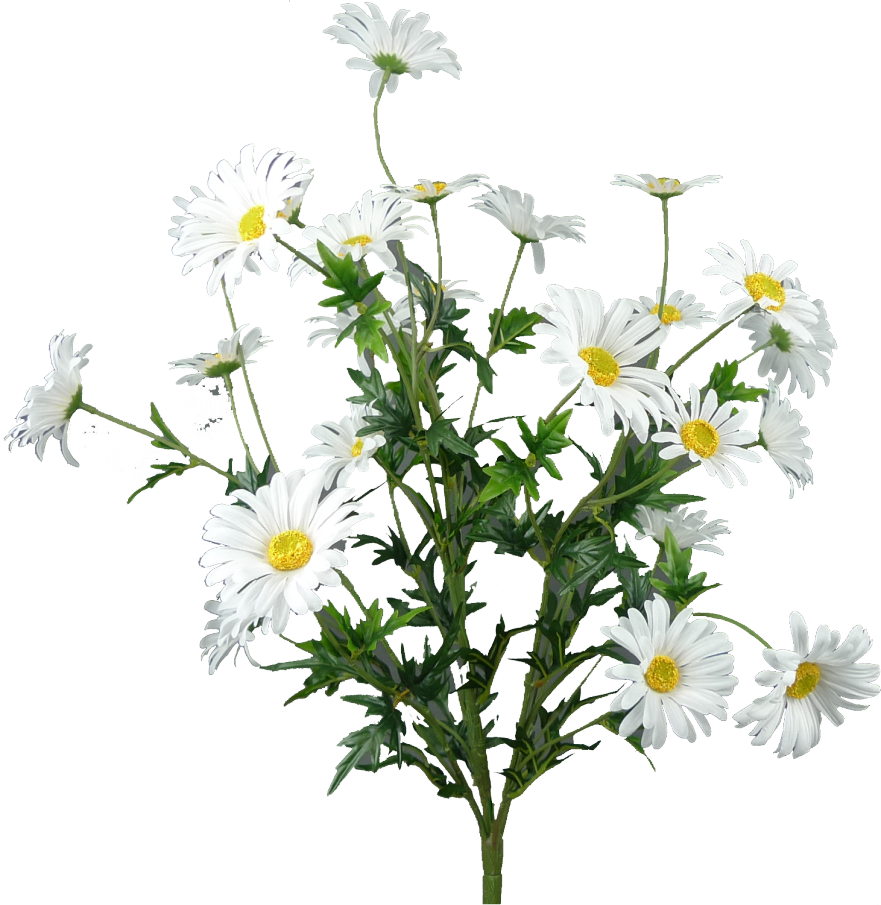 White Daisy Bush X5, 25H - 62417WT