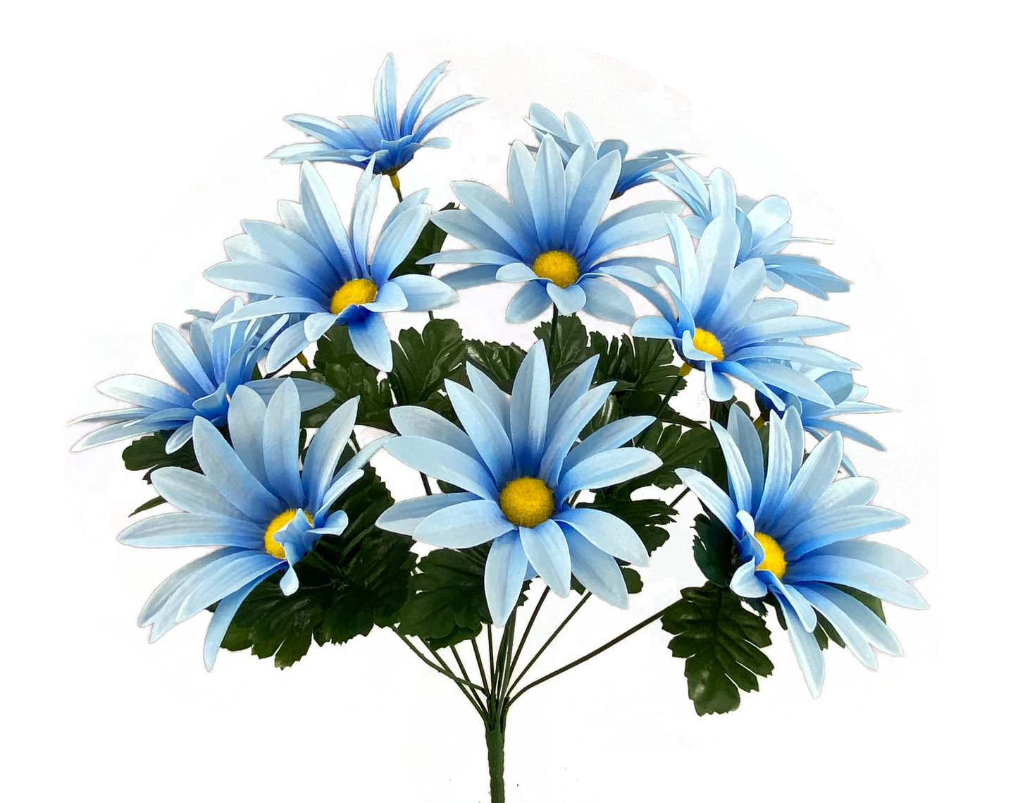 Daisy bush x 12 H19 - 63375BL