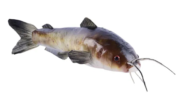 16"L X 4.5"H CATFISH- NATURAL- MK2098