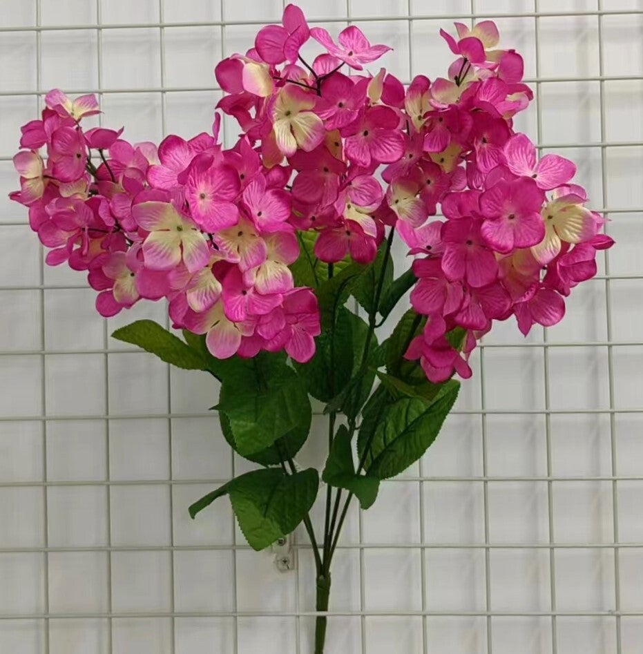 CONE HYDRANGEA X 5 BEAUTY - 71454