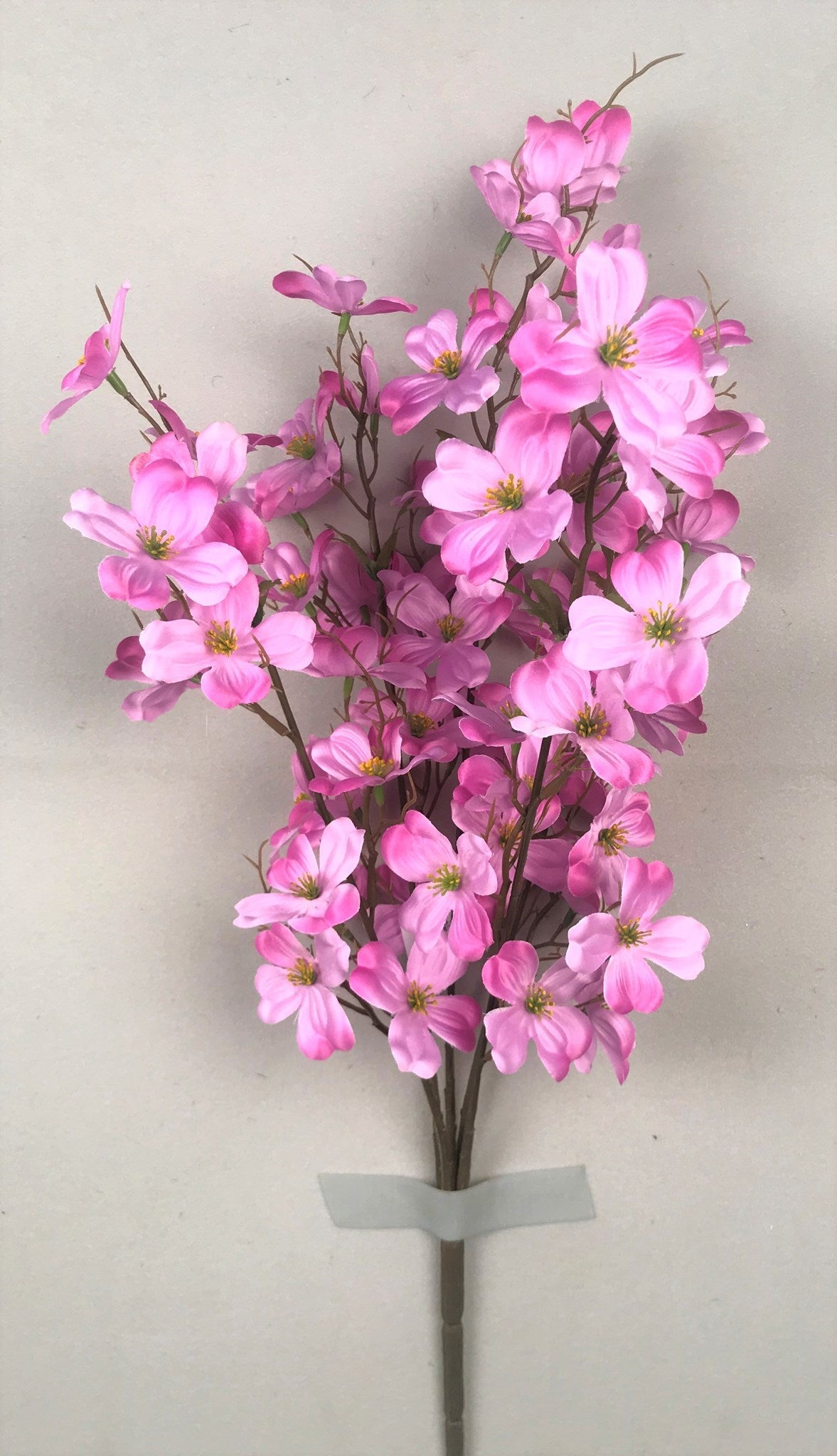 DOGWOOD BUSH X 5 PURPLE - 73923