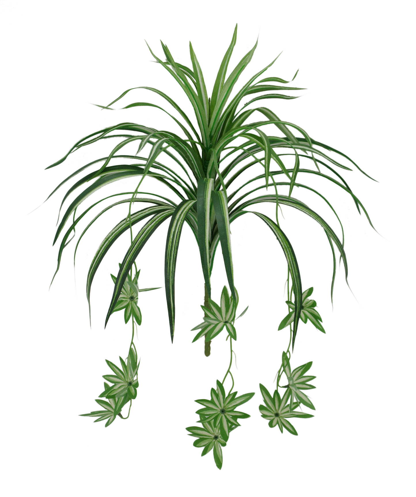 SINGLE SPIDER PLANT W 44 - 83652
