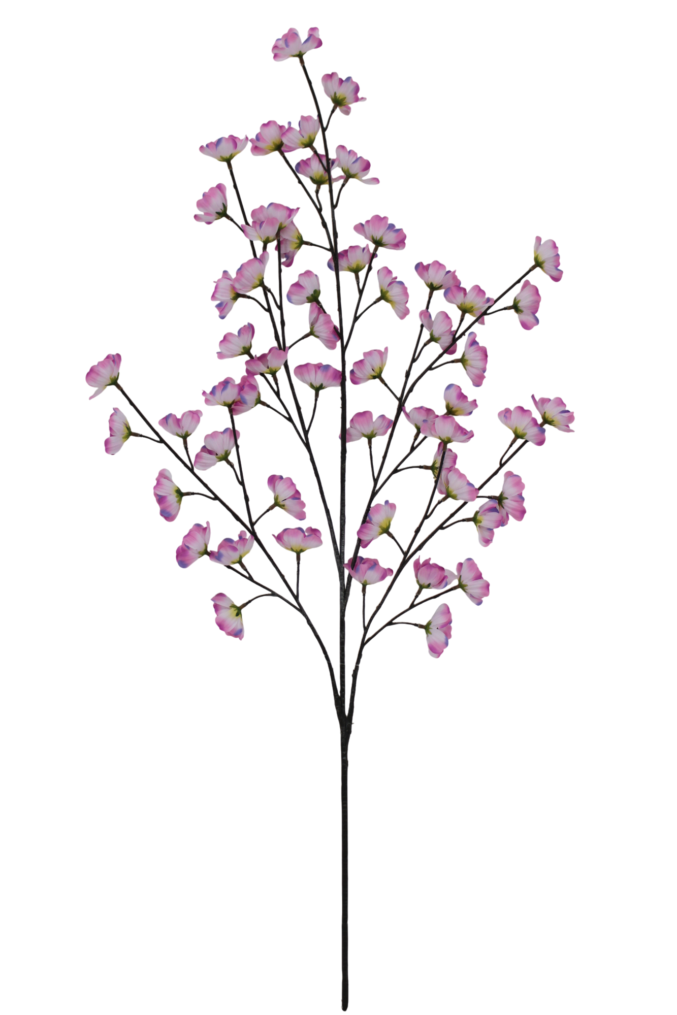 36 IN COSMOS SPRAY X 5 -85670-PK