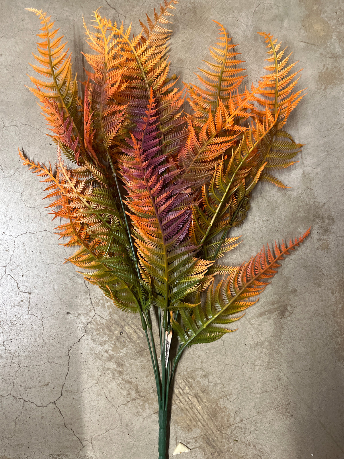 PLS FERN X 9-BUR/OR-58344