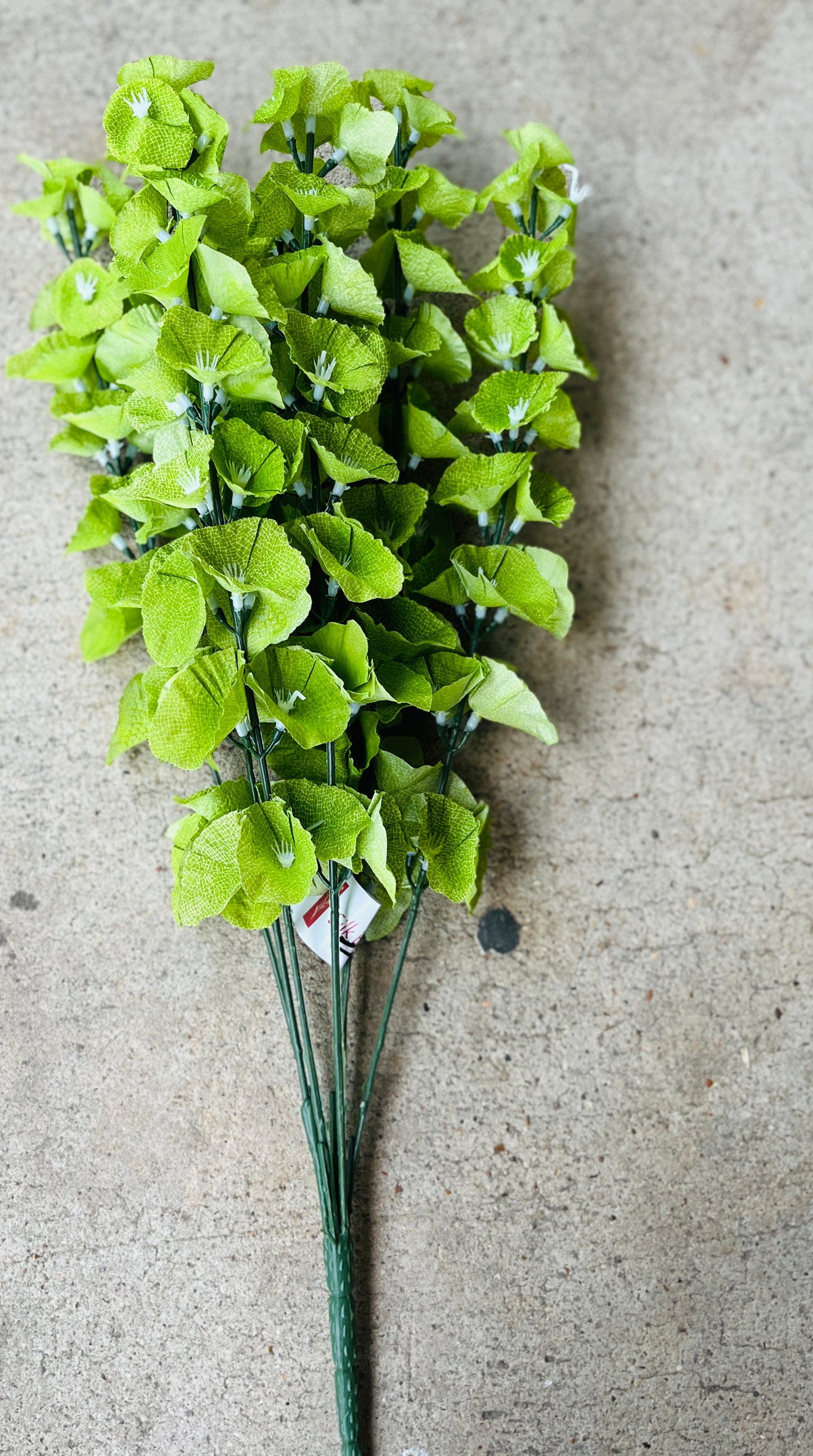 22" BELLS OF IRELAND BUSH X 7-GREEN-GPB253145