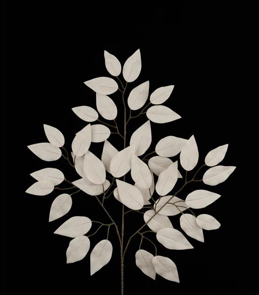 23"L GREY FICUS SPRAY - 1 DOZEN - FG633710