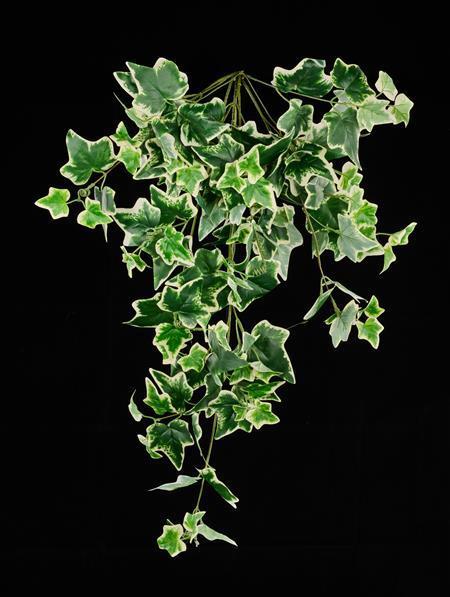 36"L IVY LEAF HANGING VINE - FG635774