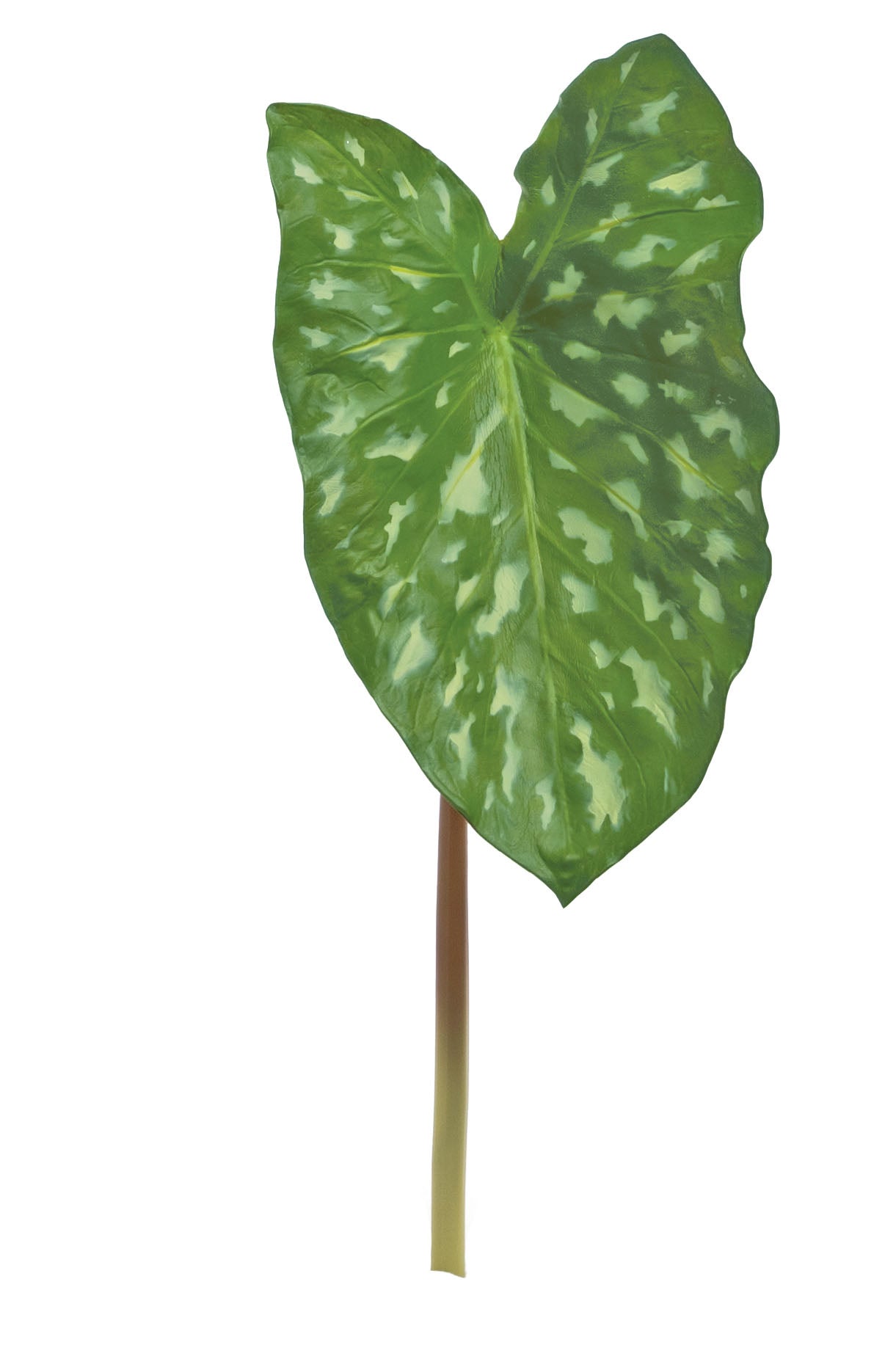 MEDIUM WILD CALADIUM LEAF, 25", VARIEGATED - FL6202/M-VAR