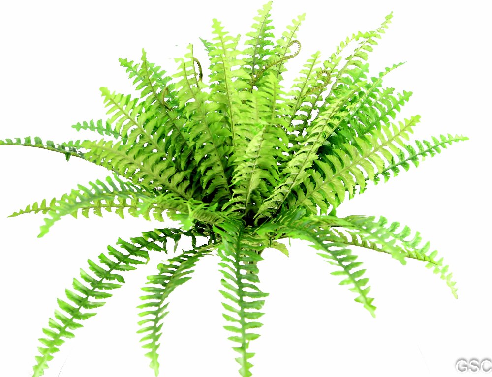 42 LVS BOSTON FERN - GG4613-DK.GN