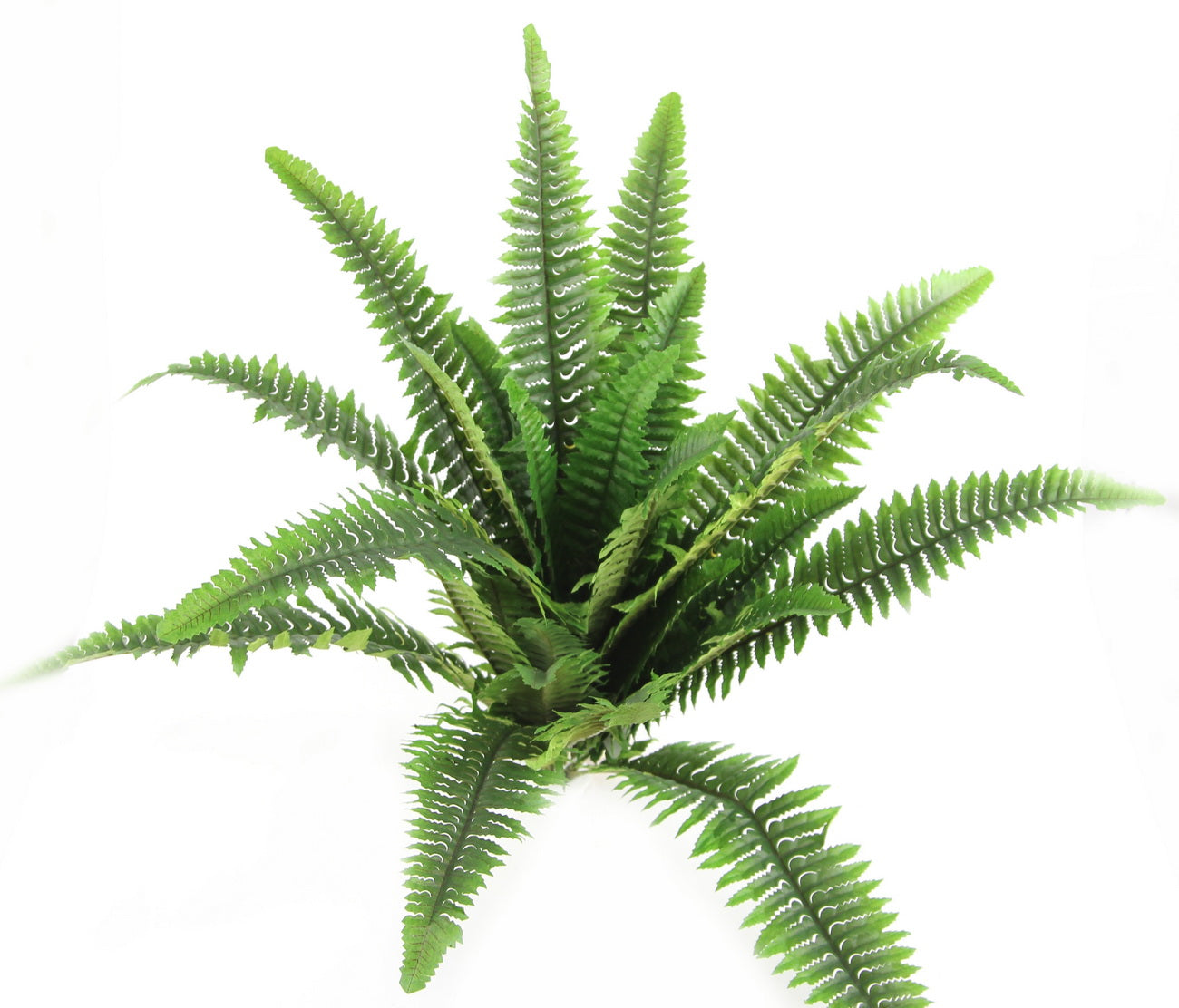 30 LVS BOSTON FERN - GG8628-GREEN