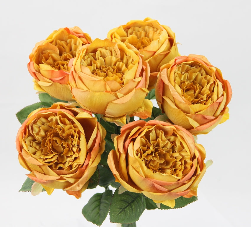 ROSE BUSH X 7 - GPB20305-HONEY