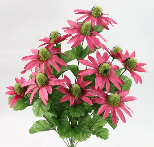 20" RUDBECKIA BUSH X 12-GPB25333-FUCHSIA