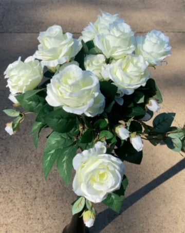 ROSE BUSH X 15-CREAM-B17037-CR