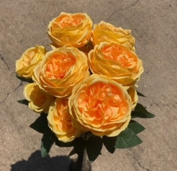 24" AUSTIN ROSE BUSH X 5-GPB25374-YL