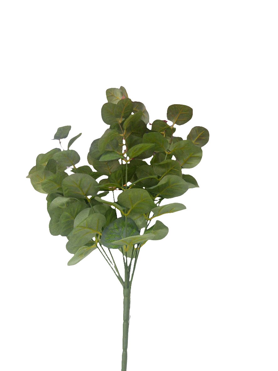 Dark Green Eucalyptus -12481