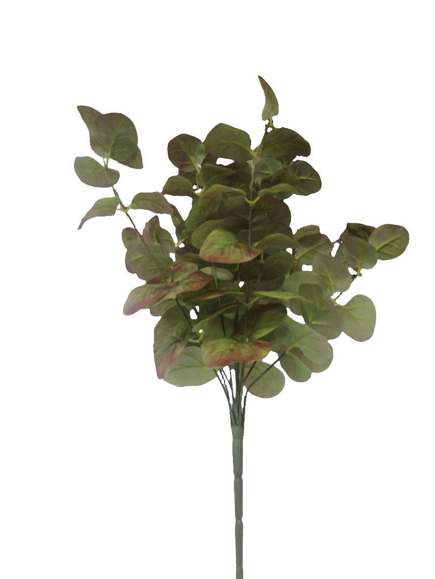 Brown and Green eucalyptus -12484