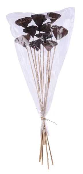 23.5"L LOTUS POD STEM BUNDLE X10- NATURAL- TT3177