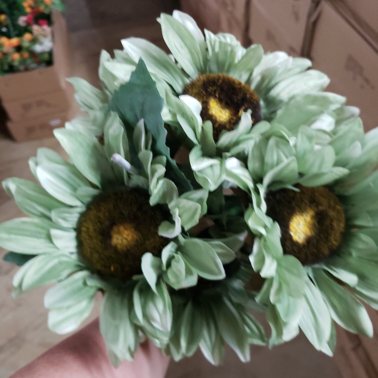 Dry sunflower x 7