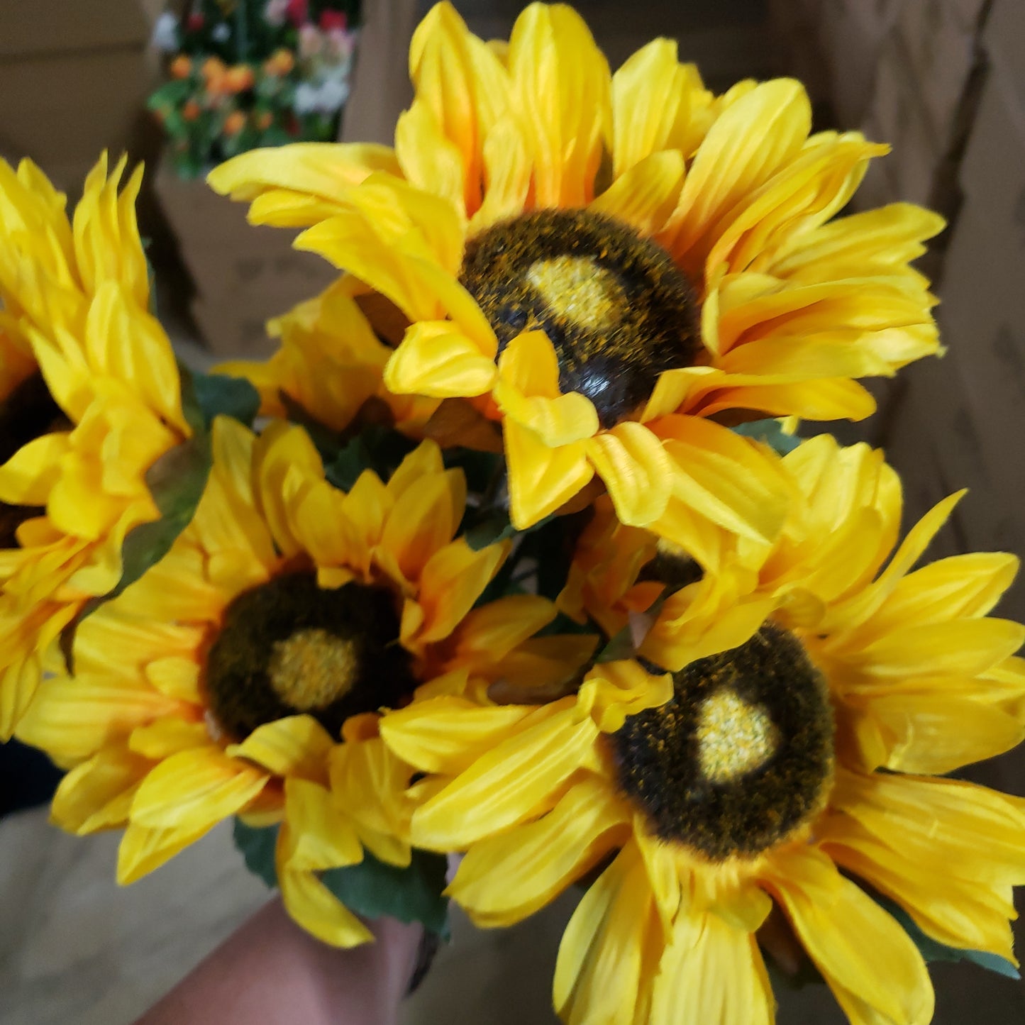 Dry sunflower x 7