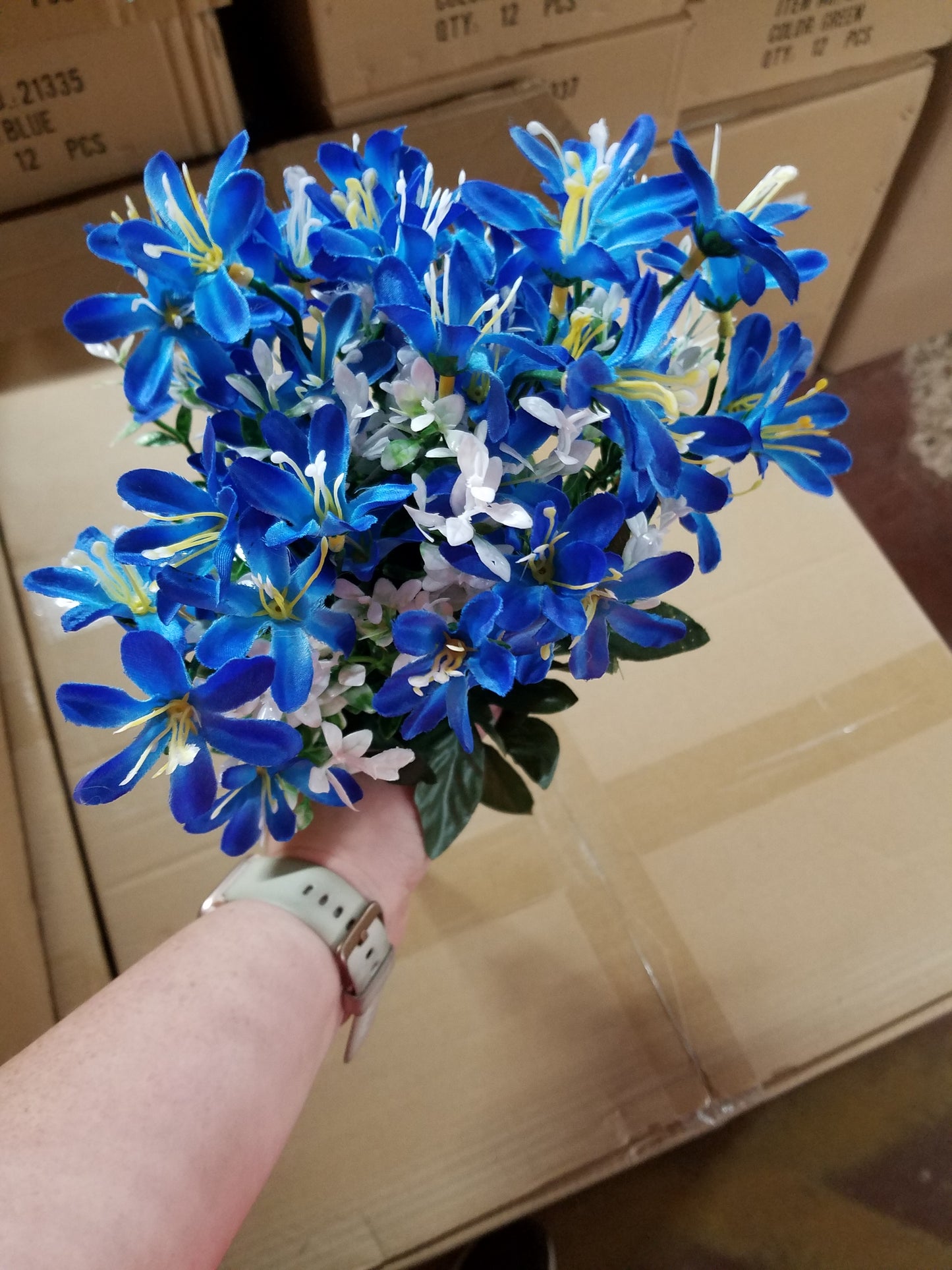 Tweedia cluster bush x 10