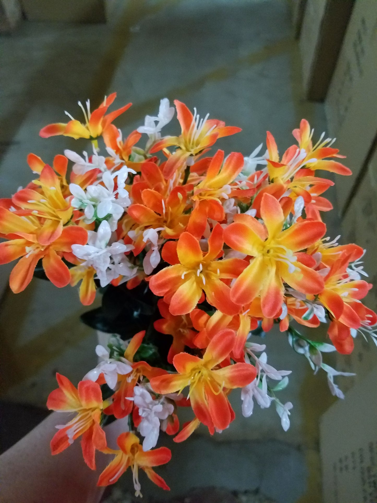 Tweedia cluster bush x 10