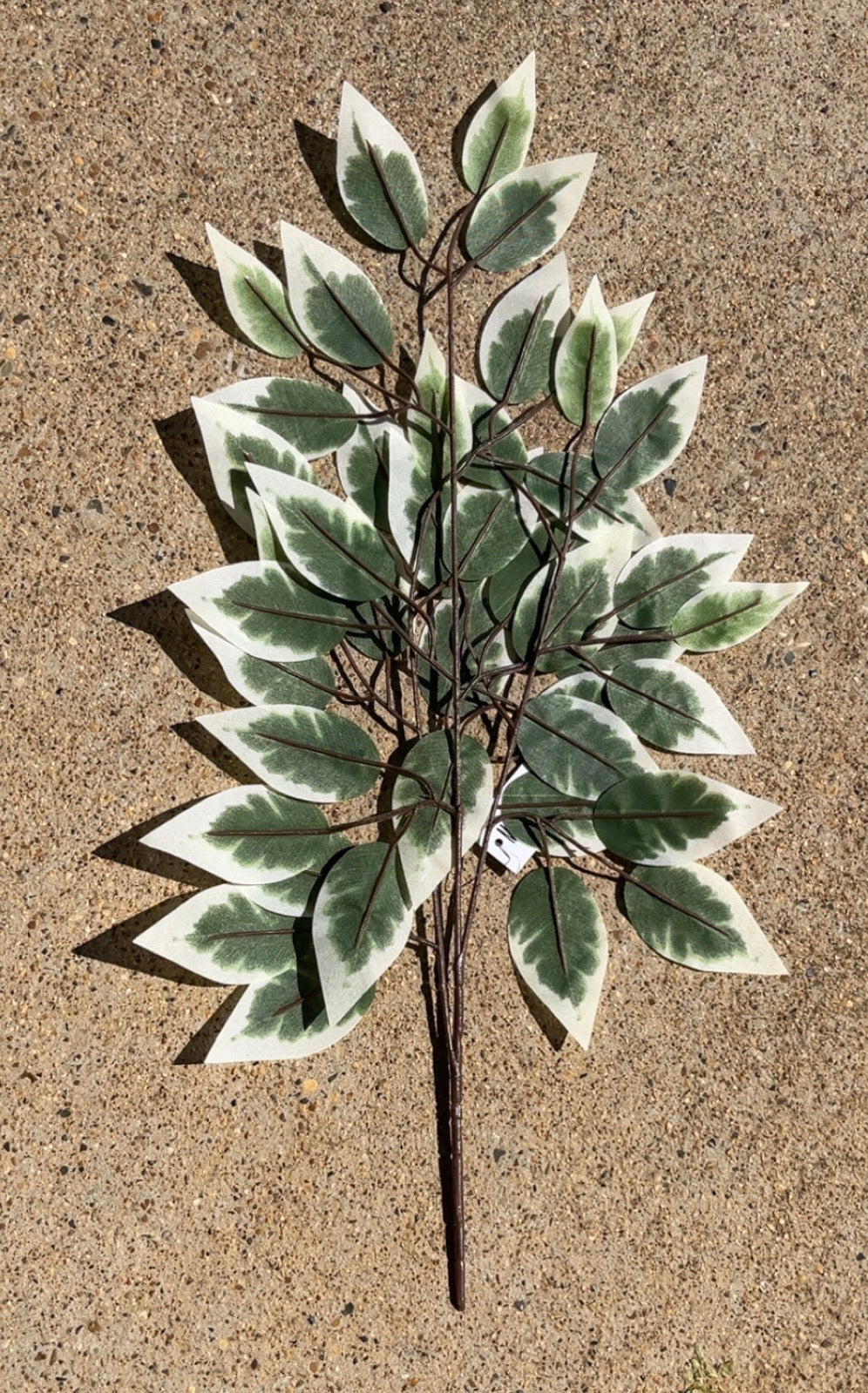 VARIEGATED FICUS SPRAY X 3 W 42 LVS (Pack of 12)-A220032