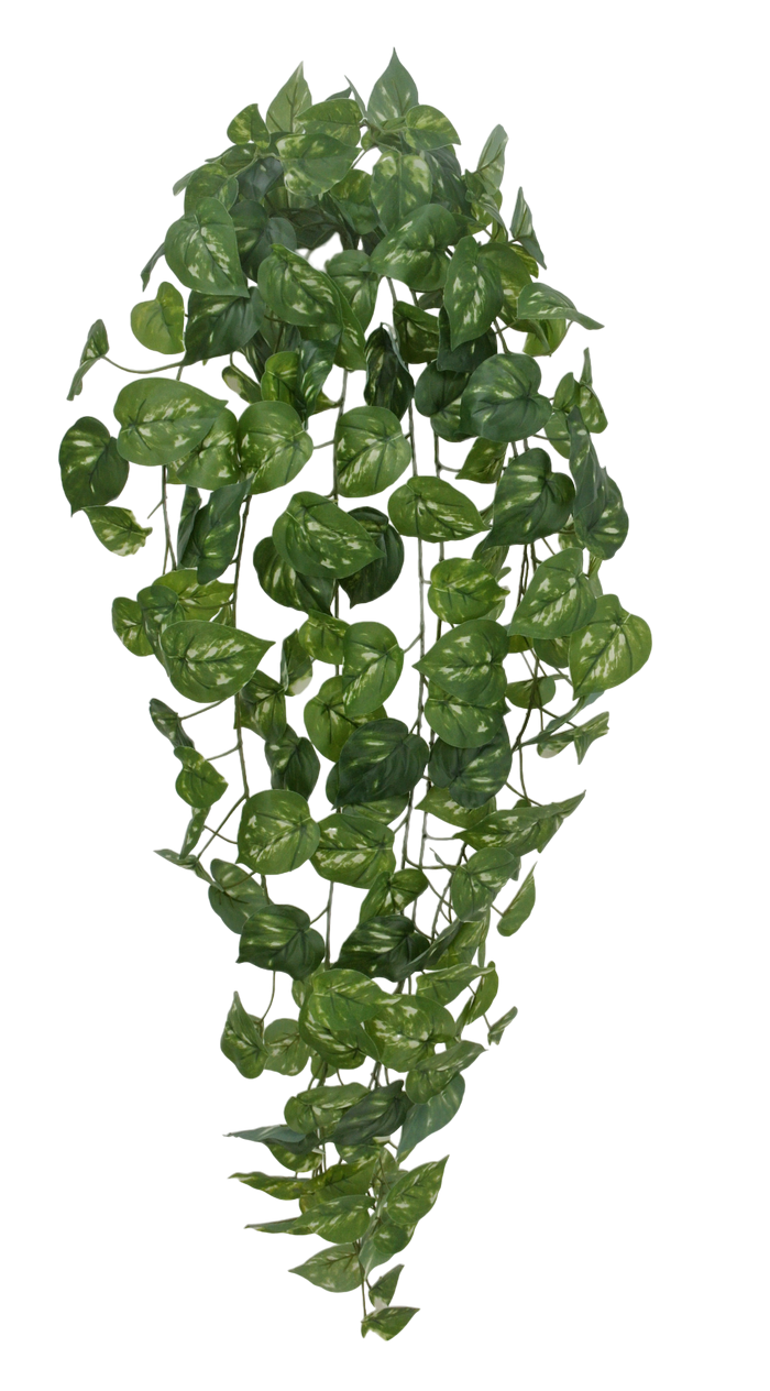 45 IN POTHO HANGING W 178 LEAVES