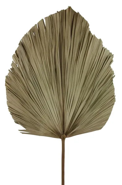 30"L DRIED FOUNTAIN PALM STEM-NATURAL-TF0020
