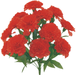 Red Color Fast Carnation Bush x 14 - 314113RD