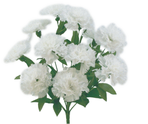 White Color Fast Carnation Bush x 14 - 314113WT