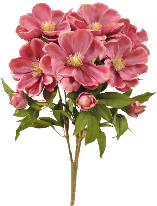 MAGNOLIA BUSH X 9 - 52371-MV