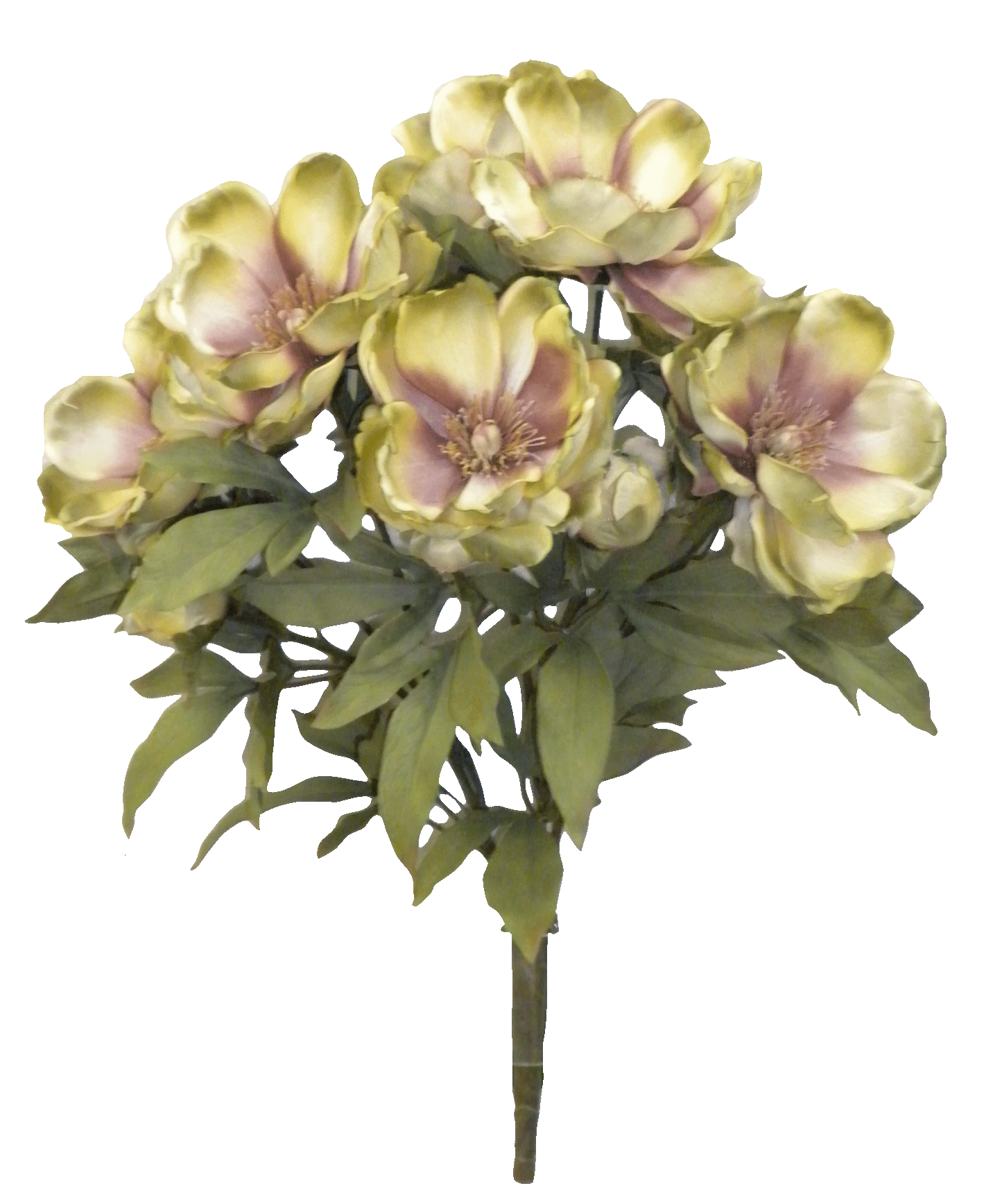 MAGNOLIA BUSH X 9 - 52371-MVGN