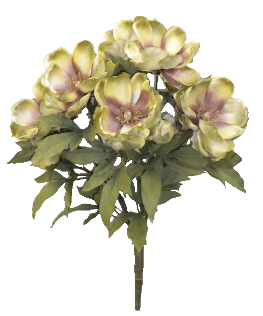 MAGNOLIA BUSH X 9 - 52371-MVGN