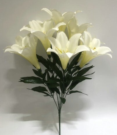 TRUMPET LILY X 9 CREAM - 59551
