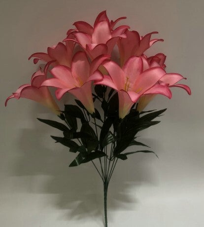 TRUMPET LILY X 9 BEAUTY - 59554