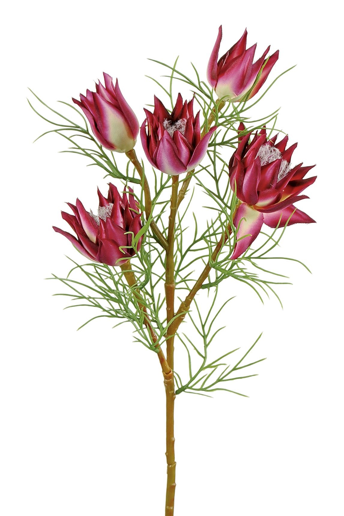 23.5" Burgundy Wild Protea - 6216-BU