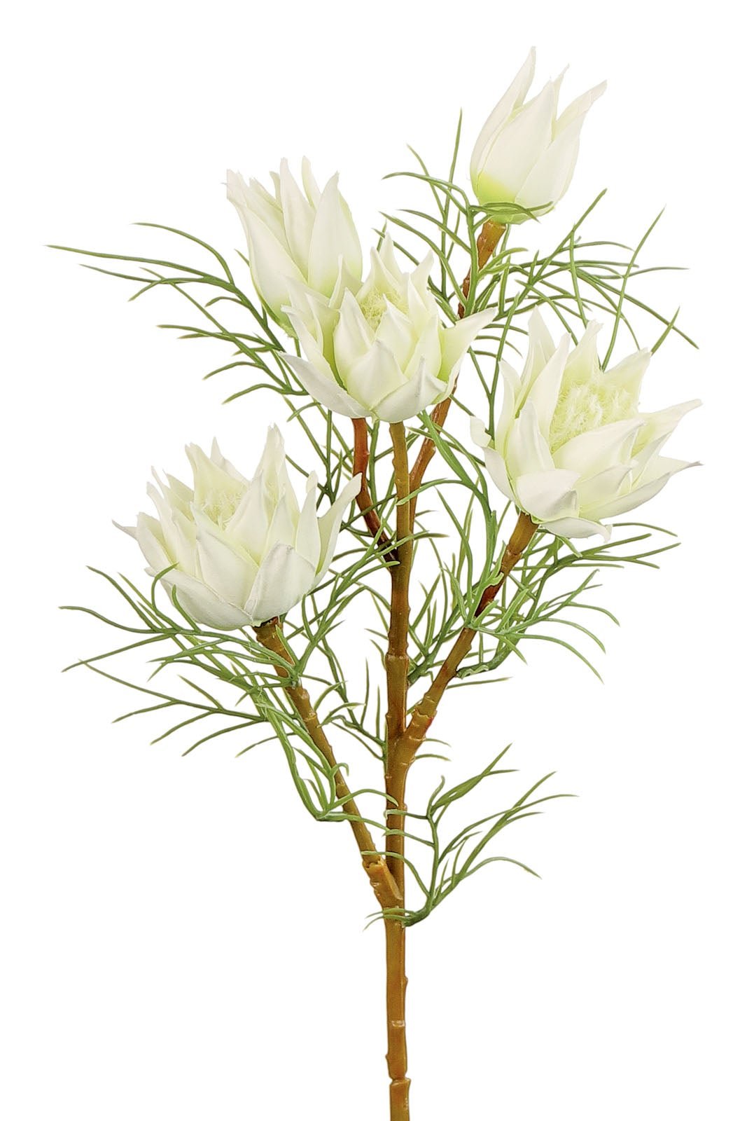 23.5" White Wild Protea - 6216-W