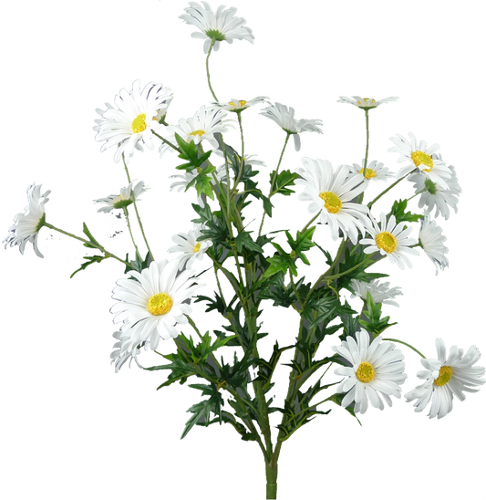 White Daisy Bush X5, 25H - 62417WT